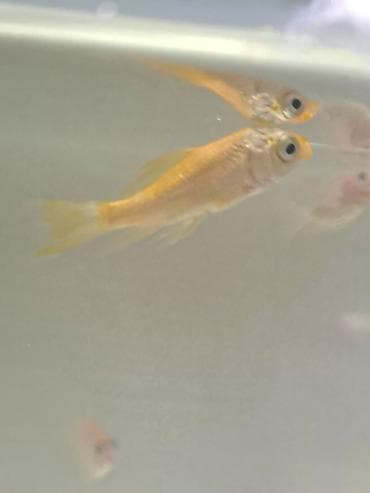 Животные: Золотая рыбка, Мирные — 2