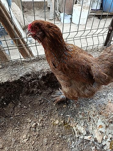 Quşlar: Toyuq, Brama, Damazlıq — 1