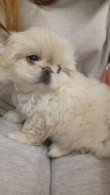 Pekines lalafo.az -da Pekines