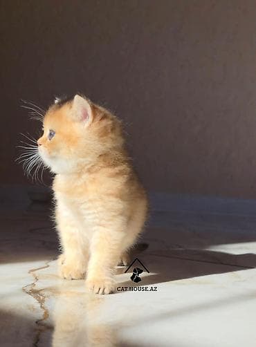 british cat: Britan, Erkək — 1