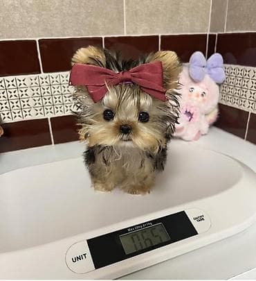 sani kecileri satisi: Şpitz — 5