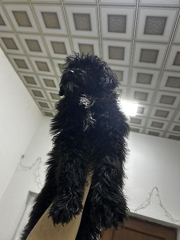 iller: Pudel, 5 ay, Erkek, Ünvandan götürmə, Ödənişli çatdırılma — 5