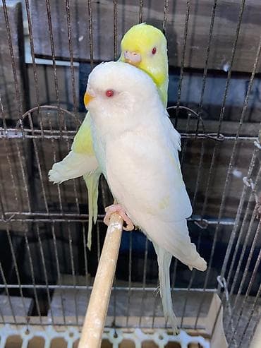 Tutuquşu Albinos və Lutino qırmızı göz cüt erkək dişi. Barter