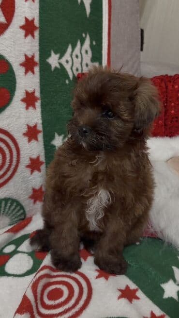 той пудель баку: Пудель, 2 месяца, Самка, Самовывоз, Бесплатная доставка — 1