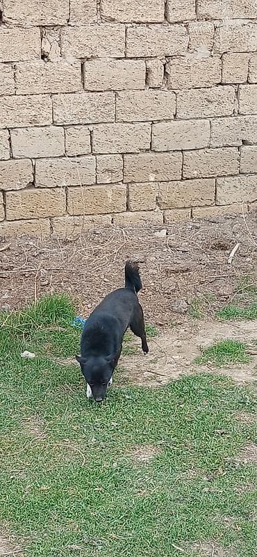 it dami satilir: 1 il, Dişi, Peyvəndli, Pulsuz çatdırılma — 2