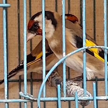 turac quşu: Cavan seqolar.tam qəfəs şəraitinə və bülbül yeminə salınmış.Qiymət — 3