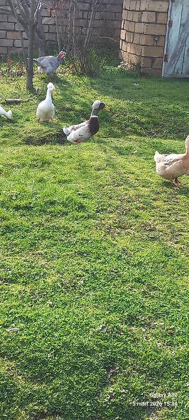 Salam.Şəkildə gördüyünüz kəkilli ördəklərin təzə,mayalı yumurtası — 4