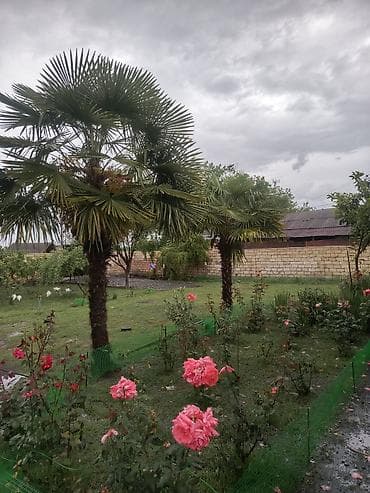 Palma agaci cütü 500 ze