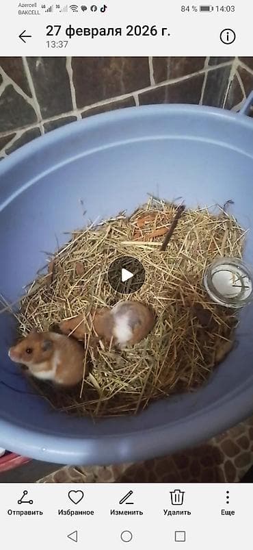 heyvan geyimleri: Ev heyvanı – xomyaklar. 10 manat birlikde satlllr . Unvan Merdekan — 1