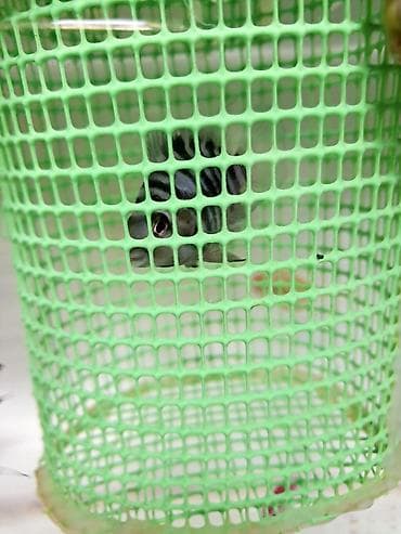 balq: Cixlid balığı — 2