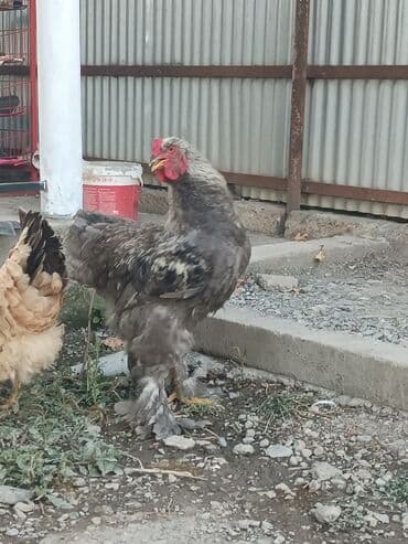 colpa toyuq: Toyuq, Brama, Damazlıq, Ödənişli çatdırılma — 4