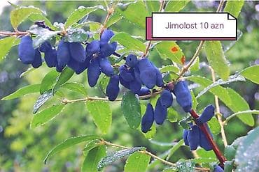 süd məhsulları: Салам килемейве тинклери сатылыр истесениз чатдырылма вар — 2