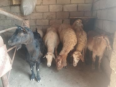 Heyvanlar: Dişi, il: 1, 1 kq, Damazlıq, Ünvandan götürmə — 2