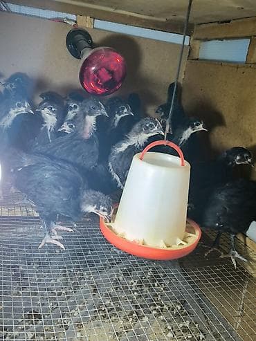 toyuq cuce satiram: Toyuq cücələri, Ətlik — 2