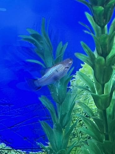 bengal pisik satilir: Molinezi, Sülhsevər — 4