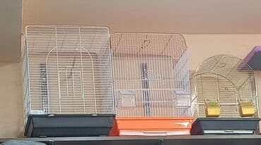 bildirçin satilir 80 qep: Quş qəfəsləri – müxtəlif forma və rənglərdə var.Qiymətlər 15 manatdan — 5