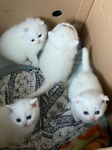 darling it yemi: Britan, Erkək, Dişi, Yaxşı əllərə, Ünvandan götürmə, Pulsuz çatdırılma, Ödənişli çatdırılma — 2