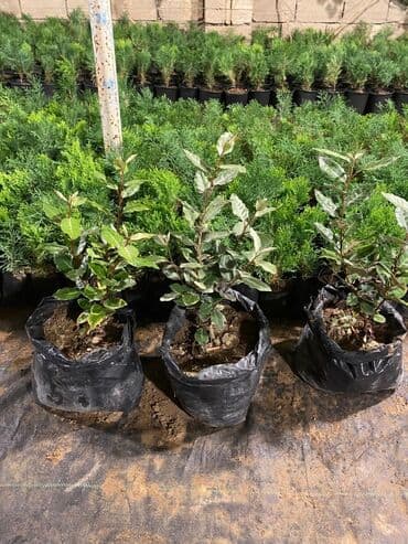 gül toxumları satışı: Dekorativ çöl bitkilərinin satışı və Sifarişlə yetişdirilməsi.Satış — 28