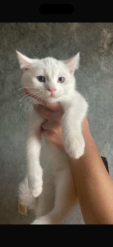 Ağ rəngli balaca pişik - Tam ağ, qısa və yumşaq tüklü - Zərif çəhrayı lalafo.az -da Ağ rəngli balaca pişik - Tam ağ, qısa və yumşaq tüklü - Zərif çəhrayı