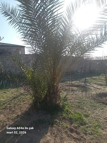 Xurma (xurma xurması) palm ağacı - Növ: Xurma palmı (Phoenix — 1