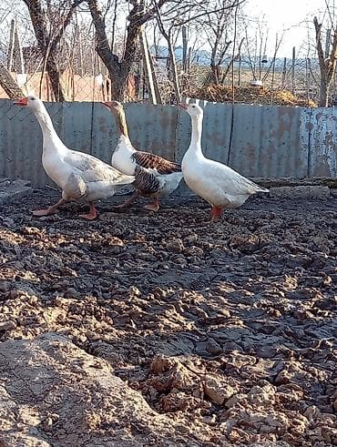 inek bala: Dişi, Damazlıq — 5