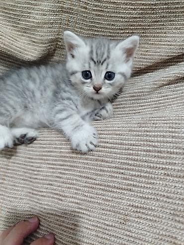 Şinşilla, Dişi, Ünvandan götürmə