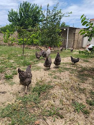 Heyvanlar: Toyuq, Damazlıq, Ünvandan götürmə — 5