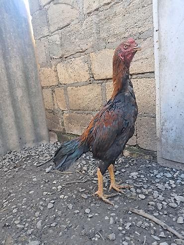 qizil qus: Heyratı bece Ella temiz cinsdi satildiqdan sora ellan silinecek — 1