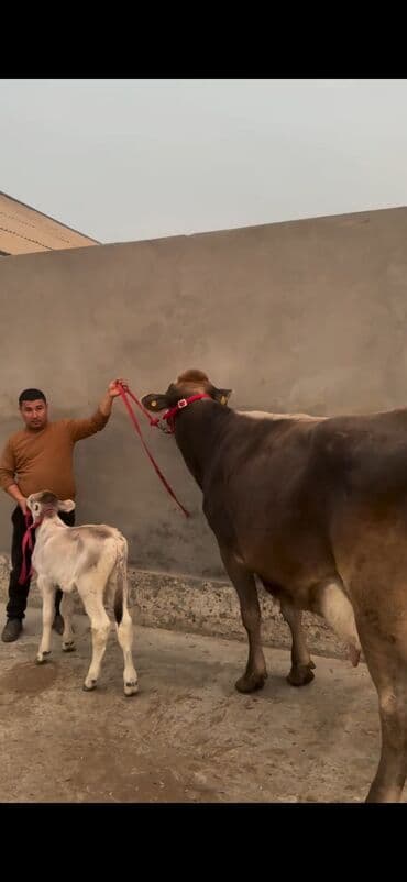 xaçmazda inəklər: Simental tipli inək və buzov dəsti - Cins/Tip: Simental (qəhvəyi — 2