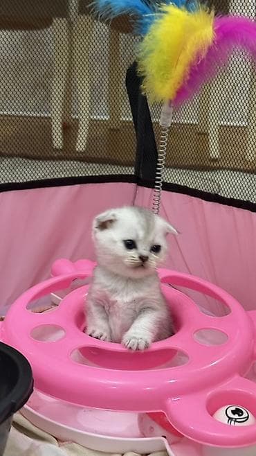 Кошки: Шиншилла, Самка, В добрые руки, Самовывоз, Платная доставка, Доставка в районы — 3