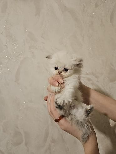 Птицы: Персидская — 9