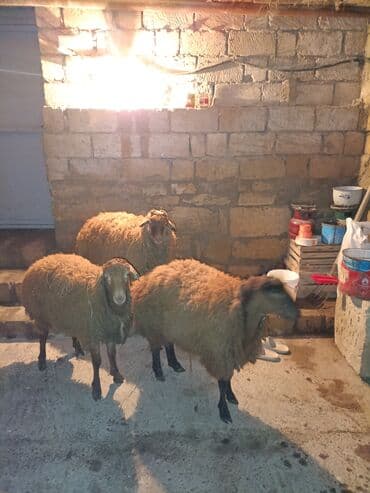 sort qoyunlar: Dişi, il: 1, 40 kq, Ətlik, Ünvandan götürmə — 4