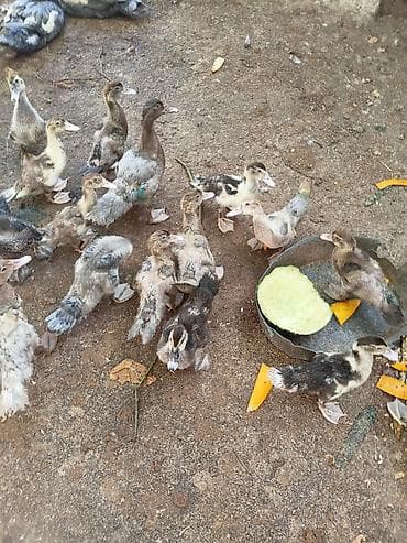 Kənd təsərrüfatı quşları: Evden kocuruk deyene satiram hamisini . tek tek satmiram . Muscovy — 1