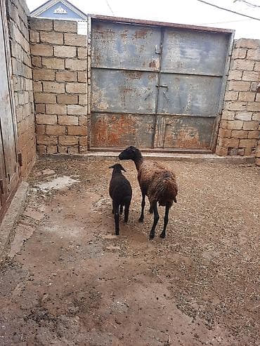 coban iti adları: Qoyun ana balası ilə birlikdə - Cins: ehtimalən yerli — 3