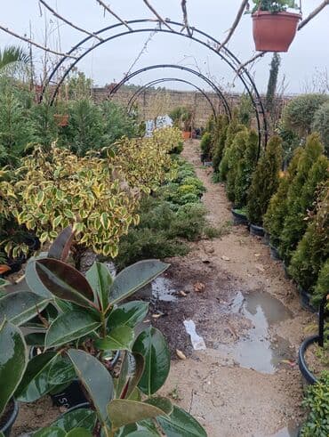 Gübrələr: Arka satlr 300 — 1