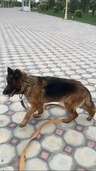 etibarli ellere verilen itler: Alman çoban iti, 1 il, Dişi, Ünvandan götürmə — 2