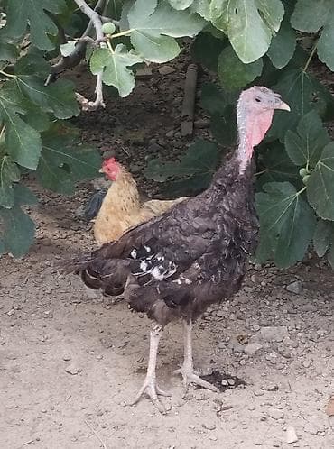 Dişi, Amerika, Damazlıq, Ünvandan götürmə