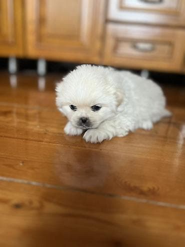 Грызуны: Пекинес, 1 месяц, Самка — 5