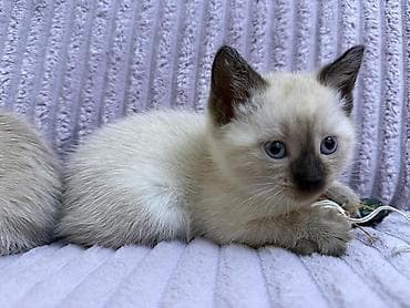 col pisiyi: Siam — 7
