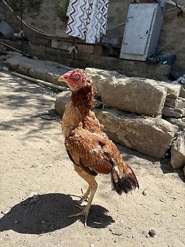 Salam. Heyrati fərə satılır sağlam 8,9 aylıq fərədi isdəyən buyursun