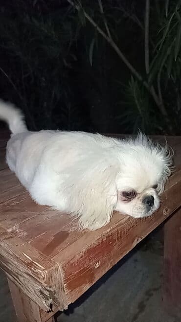 pekines itleri qiymeti: Pekines, 7 ay, Dişi, Peyvəndli, Ödənişli çatdırılma — 4