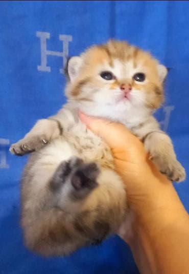 balaca pişikler: Britan, Erkək, Yaxşı əllərə, Ünvandan götürmə — 1