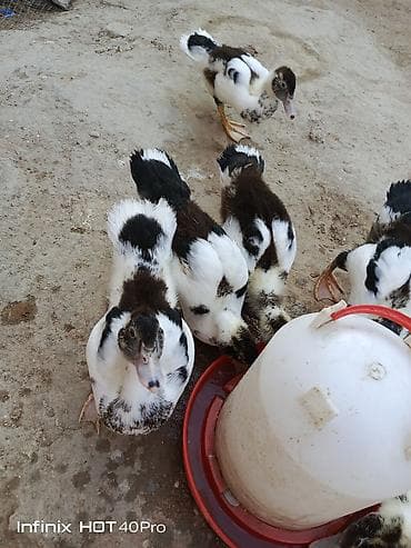 hamster satis: Gördüyünuz 52-53 günlük lal ördəklərdir 5 ədədi satılır ünvan binə — 6