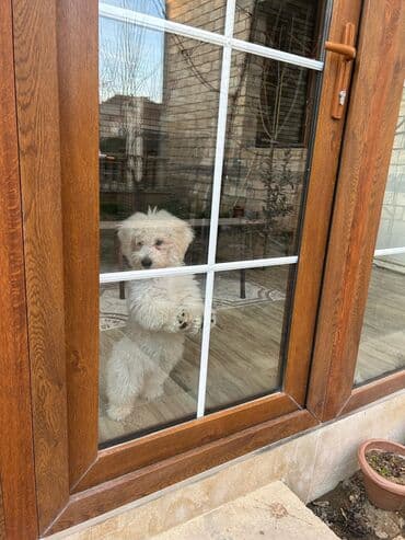 Pudel, 1 il, Dişi, Peyvəndli