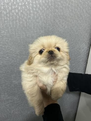 pulsuz it verilir: Pekines, 1 ay, Erkek — 2