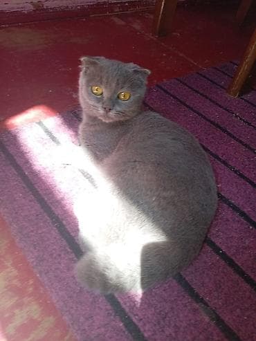 sfinks pişik: Şotland, Yaxşı əllərə — 2