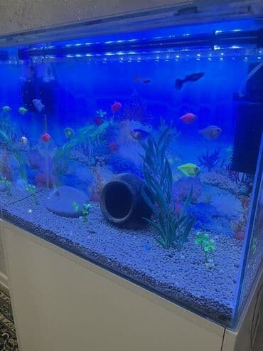 Gəmiricilər: Akvarium-şkaf, Balıqlarla birlikdə, 90 l, Ödənişli çatdırılma — 4