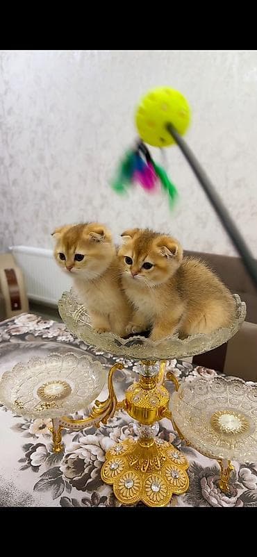 golden shinshilla: Britan, Yaxşı əllərə — 5