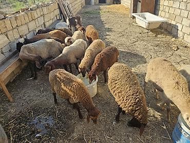 gence quşlar: 16 quzudu 2 keçi saxlaya bilmirəm 4400 manata almışam ziyana — 4