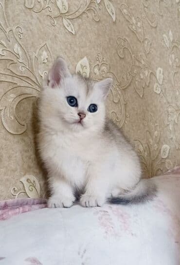 syam pişik: Britan, Erkək, Dişi, Yaxşı əllərə, Ünvandan götürmə — 5